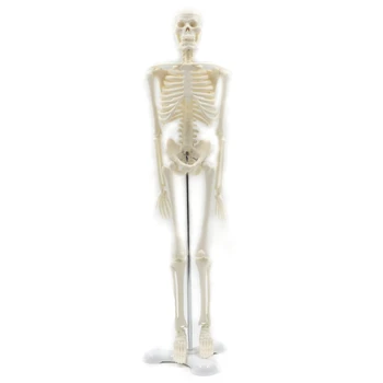 45CM Cilvēka Anatomijas Anatomija Skelets Modelis Plakātu Mācīties Atbalsta Anatomija Cilvēka Skeleta Modelis